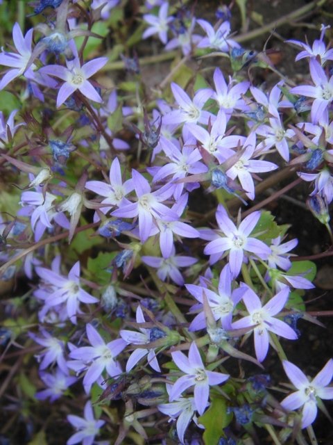 Campanula poscharskyana